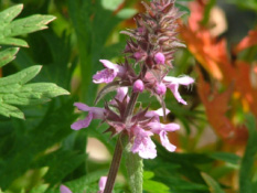 Stachys palustrisMoerasandoorn bestellen